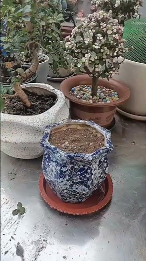 Transform Your Jade Plant Into a Stunning Bonsai: A Step-by-Step Guide!#JadePlant #Bonsai #Gardening