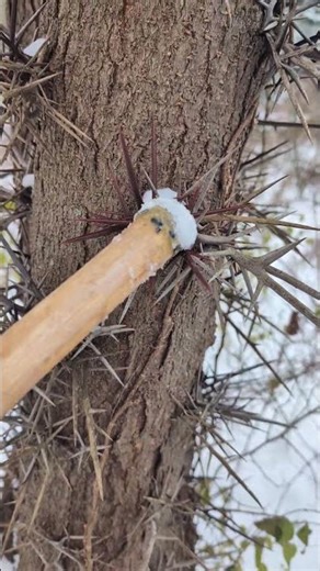Hiking with trees - honey locust (Gleditisia triacanthos) - winter ID