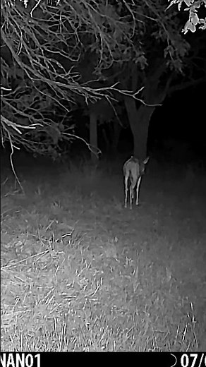 2024 Browning Dark Ops Pro DCL NANO 4K Video/Audio Nighttime Sample #2