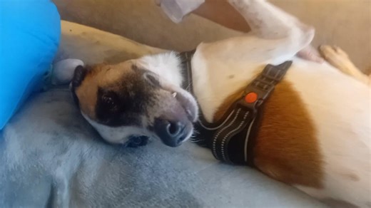 Charlie is 5 years old. He was just sent back to us from a foster home in Nanaimo where he resided almost 3 days. Unfortunately the family wasn't able to manage the two dogs in the home and were not able to give Charlie any space to decompress. So he was quite fearful when flooded with stimuli and too early dog intros. The 3-3-3 rule is a real thing and we do tell people about it. Back in Victoria he was like " Where's the party?" And back to his normal happy self. He was very happy to see FDC R