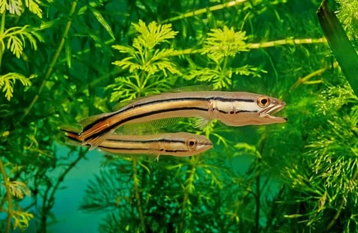 Giant Snakehead 101: Care, Diet, Tank Size, Tank Mates & More - Aquarium Part