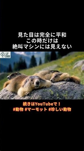 マーモットshort №10【マーモットの日常】