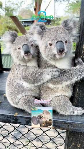 Animals in Zootopia#Zootopia2#Zootropolis#Disney#Zootopie#shakira#usa