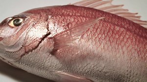 What goes into making Japanese food models