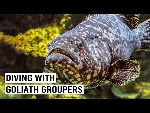 Goliath Grouper: A Remarkable Journey of Conservation and Recovery