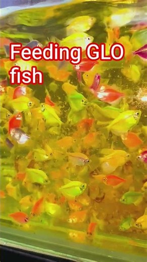 Fluorescent Tetra _ Glofish