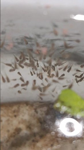 newly hatched Red Jewel Cichlid fries #breeder
