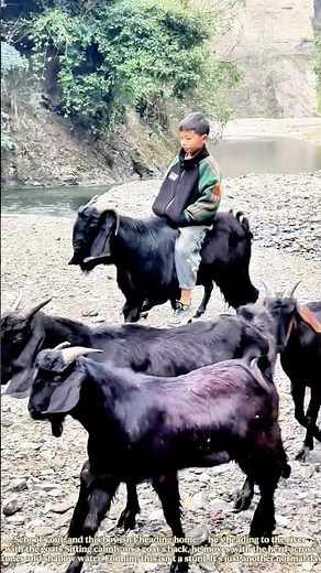 A Child Riding Goats to Herd After School