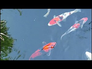 Koi Fish: The Long-Lived Aquatic Wonders