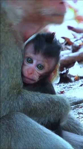 2 #lifeisbutadream #babyanimal #animals #haveitoldyoulatelythatiloveyou #babymonkey #wildlife