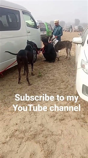 Joggi Nayan Wala Powerful Bully Dog 🔥 Zabardast Hal Chal, Strong Body Structure Pak Bully Legends