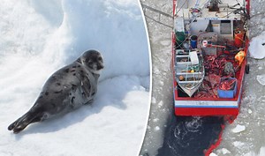 Disturbing footage of Seal hunting