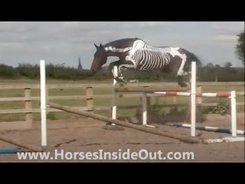How the Skeleton works when Horses Jump!