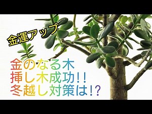 金のなる木(花月)を地植え、挿し木してからの様子と冬越し対策しました