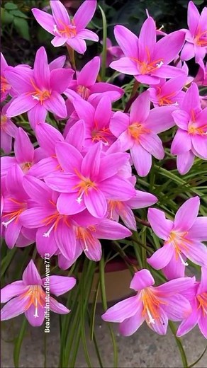 Beautiful Rain Lily Flowers 🌸 | Stunning Nature Beauty 4K