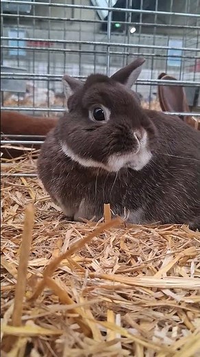 Lapin nain de couleur brun et blanc - Mâle - Exposition avicole d'Évreux 2026 🐇🇨🇵