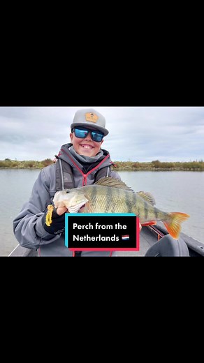 Best Perch Fishing in the Netherlands: Big Perch from Holland