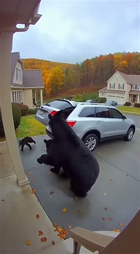 The bear walked into the house. #funny #bear #shorts