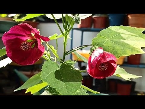 Perennial Plant Abutilon Pictum Chinese Lantern Hibiscus Care/Propagation 🌺