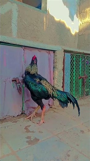 aseel Java murga #foryou #aseelmurga #murgchana #cheenaaseel #birds #chickenrecipe