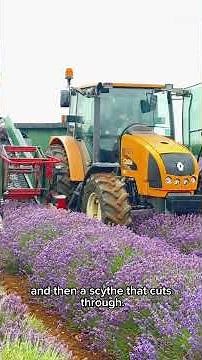 The story of England’s oldest lavender farm: Norfolk Lavender