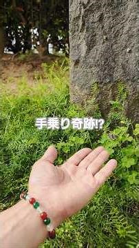 神様の使い蝶々🦋✨香風園香川県❤大和蜆🦋✨R8/4/29 #nature #散歩 #butterfly #手乗り蝶々
