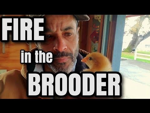 2 Mistakes to NEVER Make with Heat Lamps!