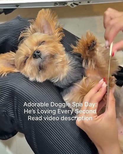 Adorable Doggie Spa Day: He’s Loving Every Second
