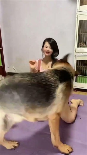 🤯 Help! This dog is seriously trying to knock me over! What happened to the gentle German Shepher...