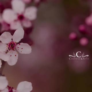 4.4K views · 26 reactions | We celebrate the life and memory of Mrs. Delores Praylo Robinson Public Viewing will be held on Thursday, May 1, 2025 from 5:00pm-8:00pm at Campbell and Sons Funeral Home 2520 Bonaventure Road, Savannah, GA 31404. Funeral Mass will be held on Friday, May 2, 2025 at 11:00am at St. Benedict the Moor Catholic Church, 441 E. Broad St. Savannah, GA 31401. Interment ~ East Savannah Cemetery, 2342 Alaska St. Savannah, GA 31404. | Campbell & Sons Funeral Home | Facebook