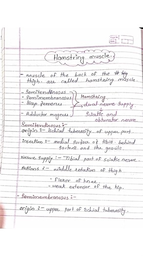 Hamstring muscle #anatomy