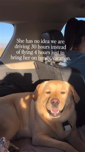 Some trips take longer. But family is never optional. 🚗🤍 — @honeyssweetlablife #worldoflabs #labrador #labradorretriever | World of Labs