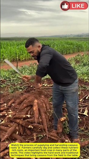 Supplying Cassava Roots 🌱 | Harvesting & Farming Process