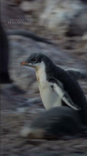 Why are these penguin chicks running? 🐧 #SecretsOfThePenguins #StepIntoWonder