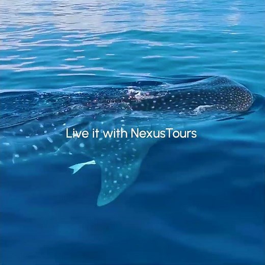 Discover Cancun: Everything you want, in one destination | NexusTours