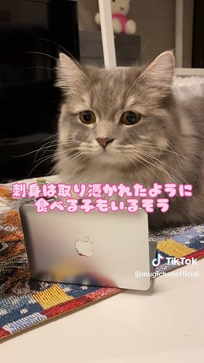 ねこが喜ぶ食べ物5選🍙💕