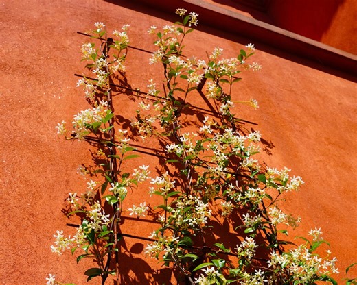 Metal Wall Trellis for Climbing Plants – Garden Plant Support – Black/white/rustic Finish - Etsy