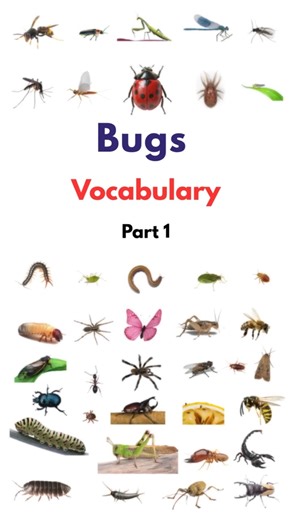 Flying Bugs in English | Vocabulary with Pictures #flyingbugs #insects #bugs