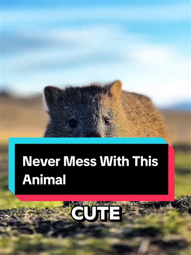 Wombat Butt Defense Secrets | Never Mess With This Animal | Wombat Power Is No Joke #facts #didyouknow #education #educational #fyp