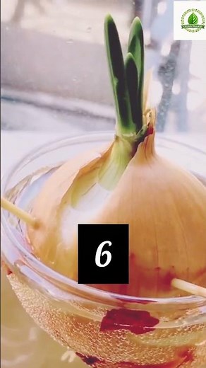 How to grow onions at home | how to grow green onions | how to grow onions in water