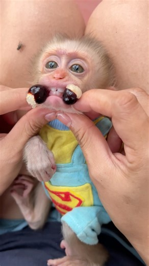 Mom helped Lala remove the fruit seeds from her mouth.#monkey