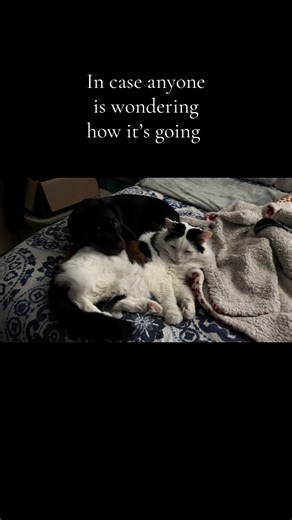 In case anyone is wondering how Artemis and Moo are getting along 🥰 Moo took the loss of Max pretty hard. There was a noticeable change in his temperament for the last few months. He was the first to greet Temi and was decidedly indifferent for the first few days, then a bit hostile. She is a puppy after all, and can be A LOT! But after about 3-4 days I noticed them getting closer and closer and cleaning each other or cuddling. I finally captured this sweet moment last night. It won’t be the sa