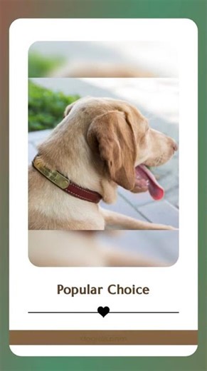 English Bridle Leather Dog Collar with Name Plate Custom Engraved