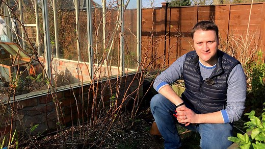 Cutting back raspberry canes