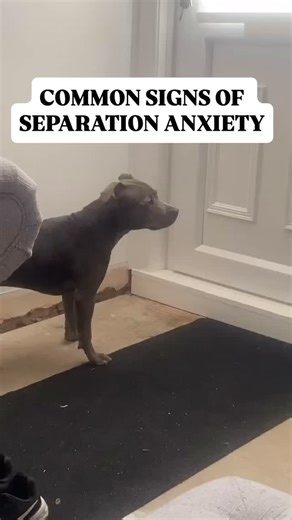 These signs of separation anxiety are often the most obvious because they are so difficult to watch and they grab our attention 💔 🐾 vocalising (barking, whining, howling) 🐾 destructive behaviours such as chewing, shredding, digging, particularly around the exit door. 🐾 toileting indoors when otherwise house trained. 🐾 frantic attempts to escape, such as jumping baby gates, trying to get out of a crate or trying to get through the exit door to get to you. 🐾 getting anxious before you leave,