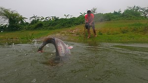 87K views · 735 reactions | Primitive Fishing Technology! Big Fish Trap! #fish #fishing #fishinglife | Fishing Boss | Facebook