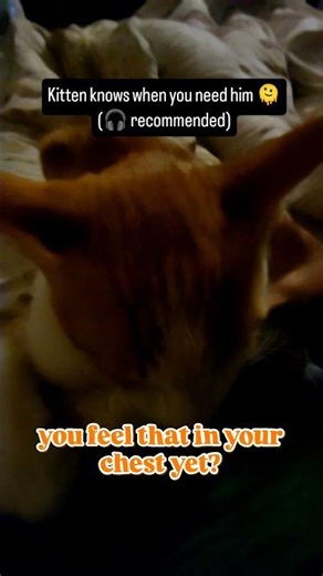 purr therapy incoming 😻 #catpurring #purring #asmr #asmrsounds #asmrshorts #sleepaid #fyp #foryou