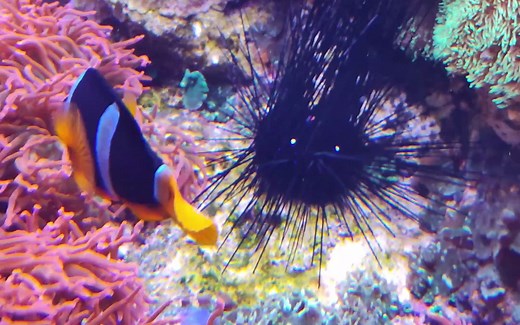 你知道arduino uno的官方英文发音吗？Arduino Uno的正确发音是什么？arduino怎么发音？