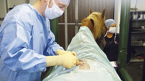 Kissing spines: why treatment or surgery is just the start of the journey - Horse & Hound