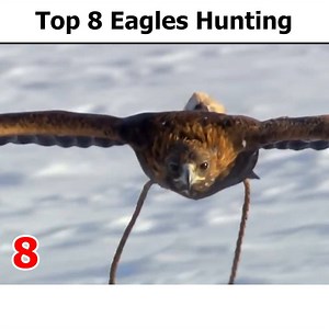 6.7M views · 30K reactions | The real king of the sky | Wild Animals TV | Facebook